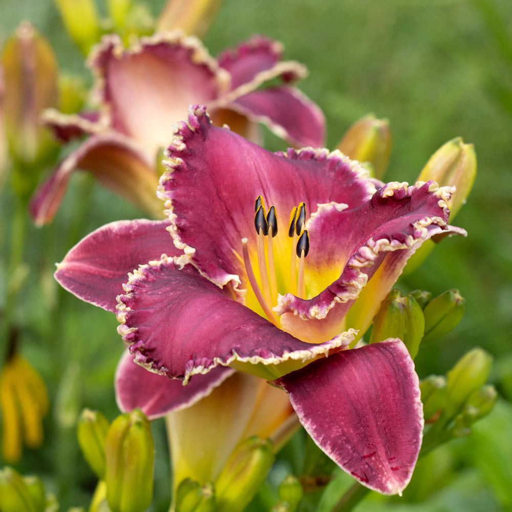 Bettylen reblooming daylily